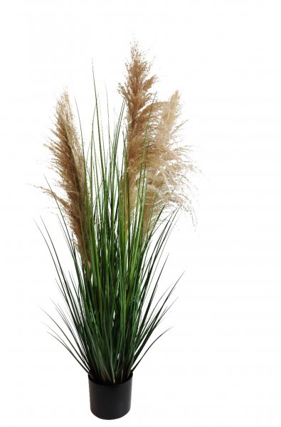 Pampasgras 121 cm