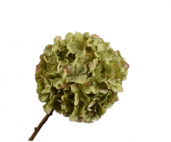 Hortensie 70 cm