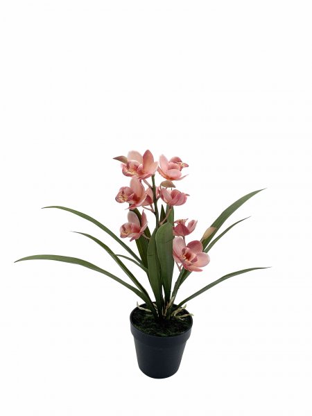 Cymbidie getopft 38 cm