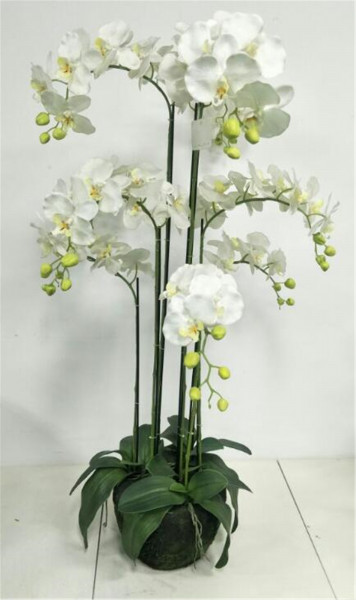 Phalaenopsispflanze 9 Rispen