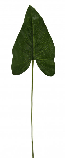 Calatheablatt