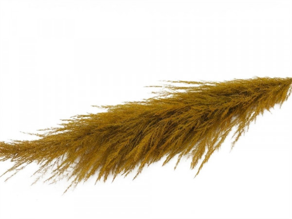 Cortaderia