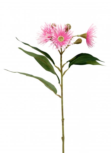 Eucalyptus Blüte 48 cm