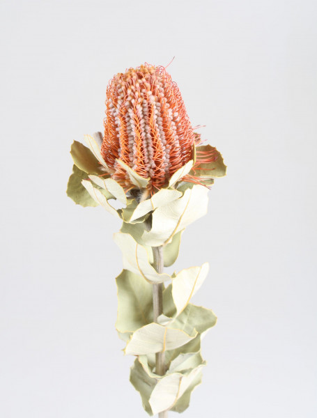 Banksia Coccinea VE 30 St