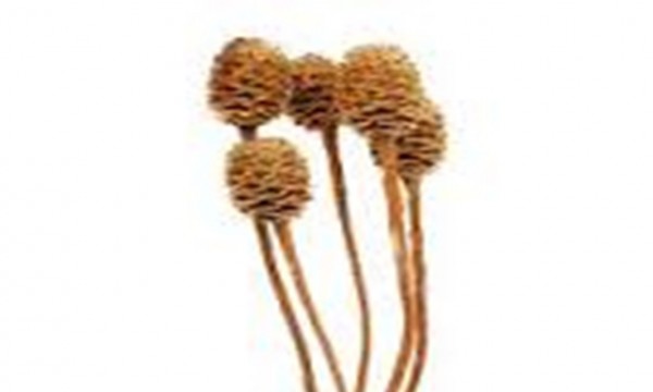 Sabulosum VE 50 St