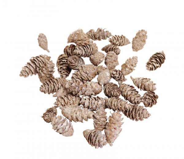 Douglasia Zapfen 140 gr