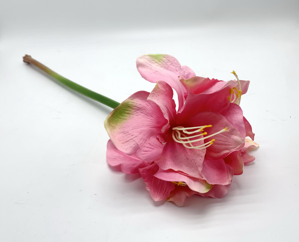 Amaryllis