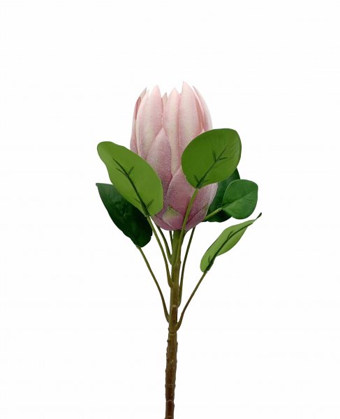 Kingprotea 72 cm