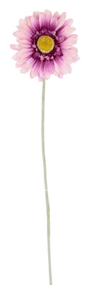 Gerbera