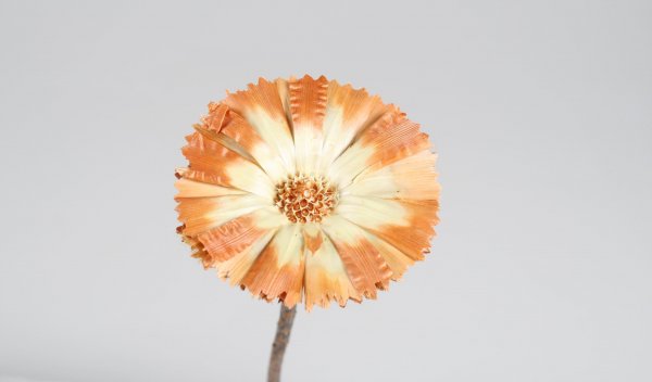 Protea Repens Base VE 25 St