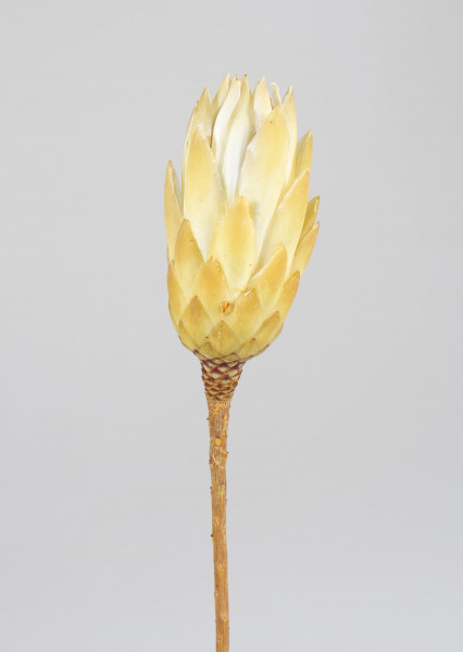 Protea Repens Extra VE 500 St