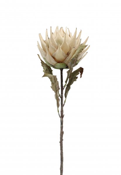 Protea Zweig 76 cm